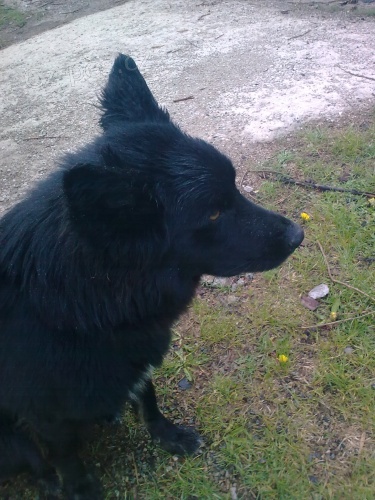 Na�el se �ern� pes na Jesenick� k�i�ovatce