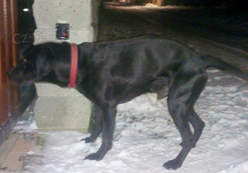 Ztrta ern labrador Star Ouholice, okr. Mlnk