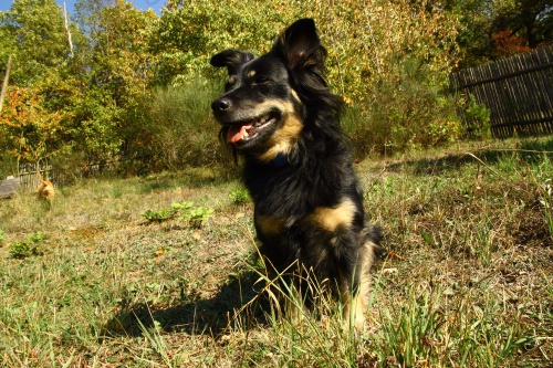 Hledáme fenku Abby
