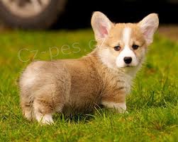Štěňata Welsh Corgi připravena