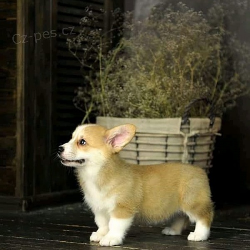 Štěňata Welsh Corgi připravena