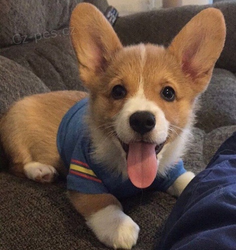 Štěňata Welsh Corgi připravena