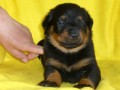 Beauceron štěně