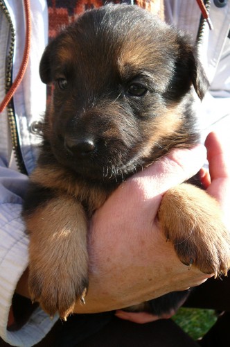 Daruji ttka kenc do dobrch rukou