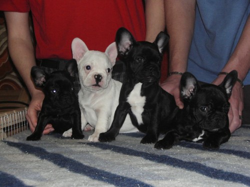 Francouzsk buldoek - tata s PP