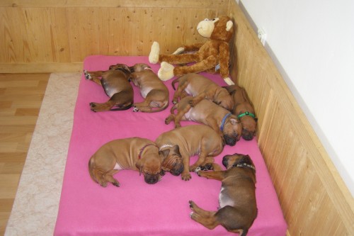 Rhodézský ridgeback štěňata