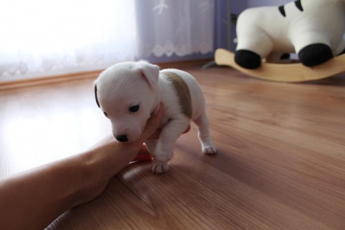 Jack russel terier - fenka