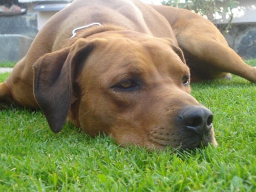 Rhodéský ridgeback- krytí