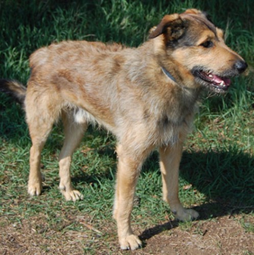 Ztr�ta k��enec Star� Plzenec