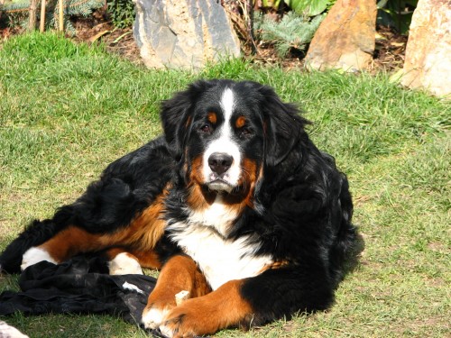 ZTRATIL SE BERNSK� SALA�NICK� PES