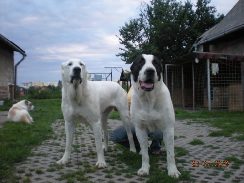 ztratil se �ernob�l� pes a b�l� fena st�edoasiati