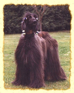 Ztratil se Afg�nsk� chrt