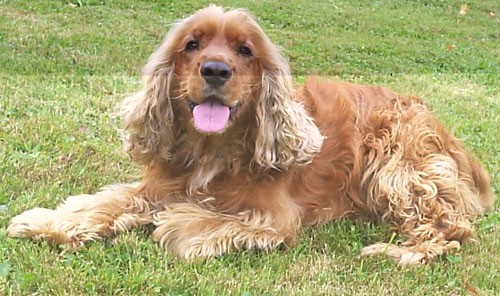 Ztr�ta kokr - Zub��, o. Vset�n