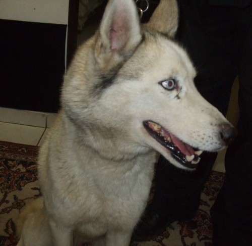 Sibi�sk� Husky s jizvou u oka - Doma�licko, Klatovy