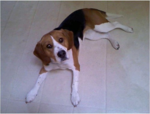 B�glice Terry - oblast Ejpovice