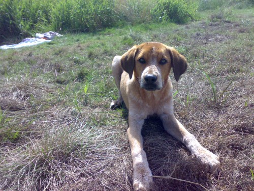 ztratil se pes Maiki