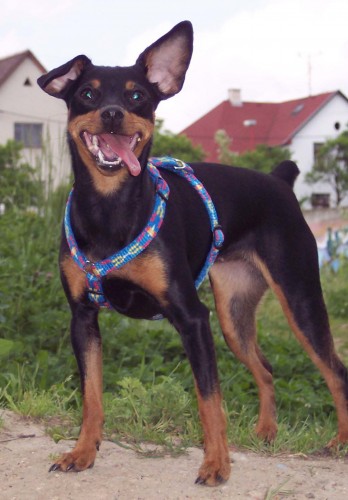 Kiki se st�le hled�!