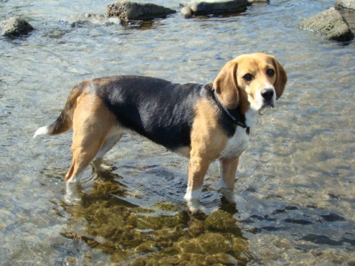 Ztratila se fena b�gla