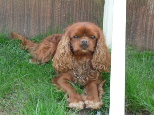 Hled�me kaval�rka