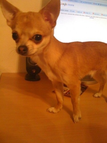 Ztratila se �ivava