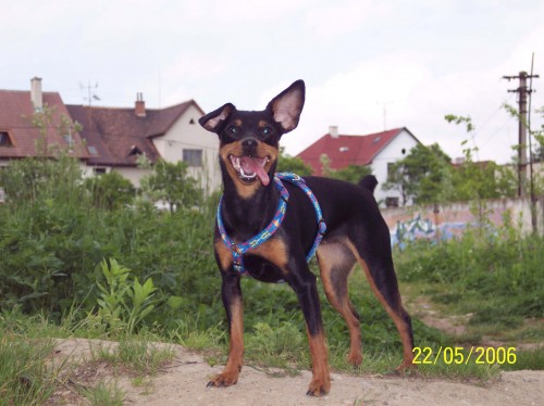 Kiky se st�le hled�