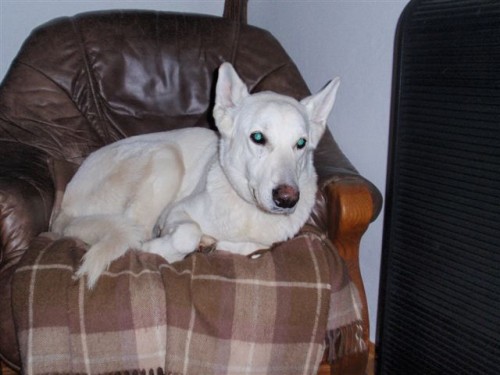 Ztr�ta - B�l� ov��k - Boney