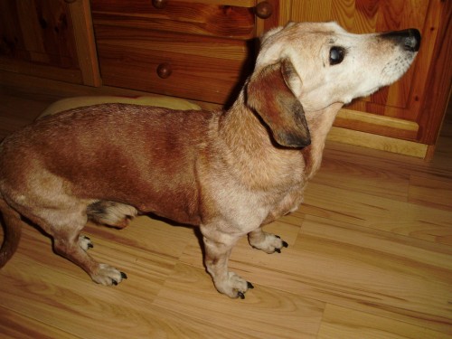 Jezev��k Ben 19 let  