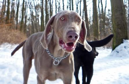 Ztratilo se �t�n� V�marsk�ho Oha�e