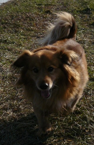 Hled� se pes,rezav�j��,znaky dlouhosrst�ho jezev�.