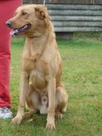 St�le hled�me - Buddy