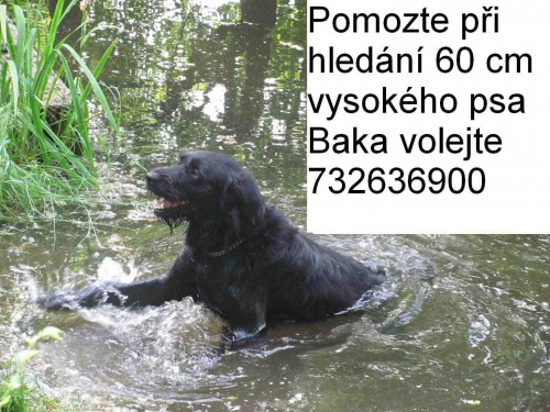 Ztratili se Rita a Bak (2a) - Lenka Rutov�