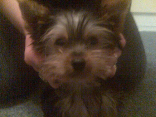 Stratil se Yorsk��rsk� Terier