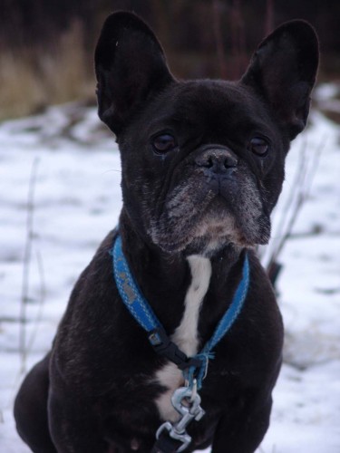Fr. buldoek  hled domov