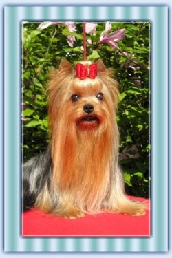 Yokrshire teri�r/Jokr��r