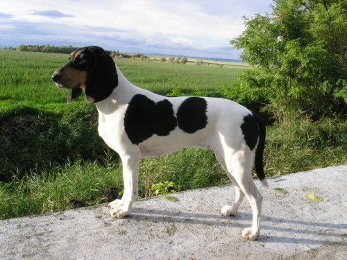 Zadám štěňata
