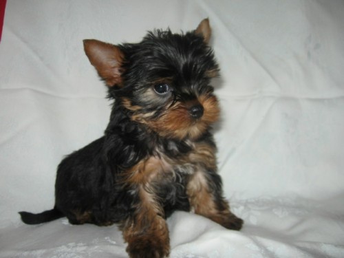 Jork��rsk� teri�r