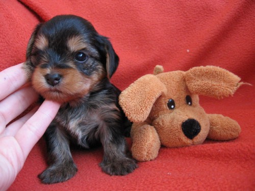 Prod�m �t��ata -pejsky jork��rk�