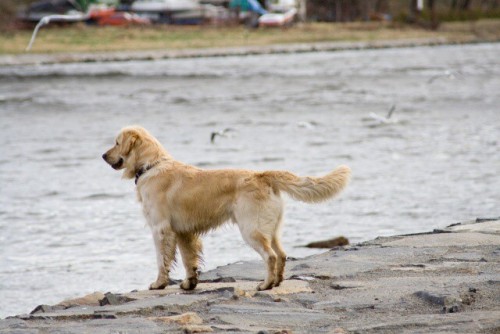 N�dhern� pejsek ke kryt�