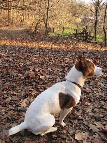 Nab�z�m kryt� hezk�m samcem Jack Russell Teri�ra