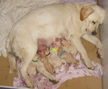 �t��ata Labrador Retriever s PP �lut� 