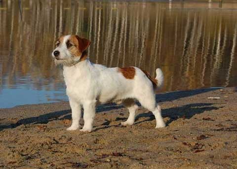 Jack Russell Terrier - import Australia