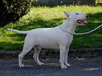 Anglick bullterier