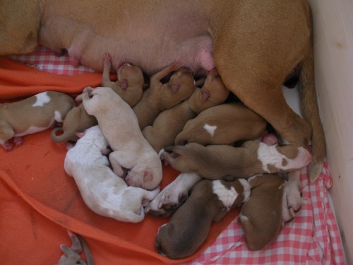 Americk pitbulterir - tata s PP