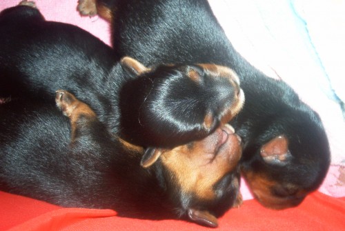 Jorsk��r teri�r