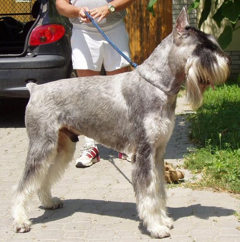 KNÍRAČ VELKÝ 