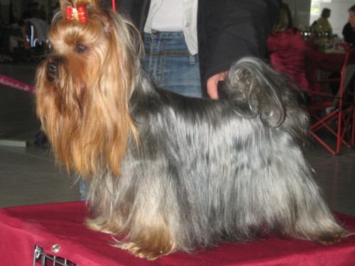 Jork��rek s PP ke kryt�