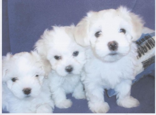 Prod�m �t���tka malt�z��ka