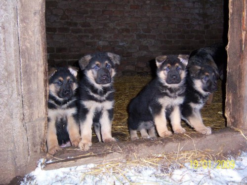 N�meck� ov��k - �t���tka