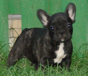 Franczsky buldoek - teniatka s PP