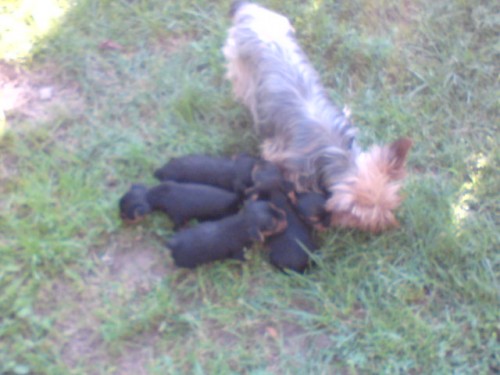 Prodej york��rsk�ho teri�ra